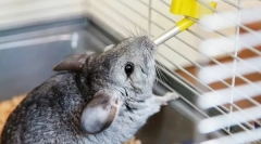 Колку вода пие широчила, зошто одбива вода